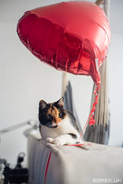 sorek - Z okazji dnia kota i trochę walentynek Kredka wysyła dużo miłości do innych k...
