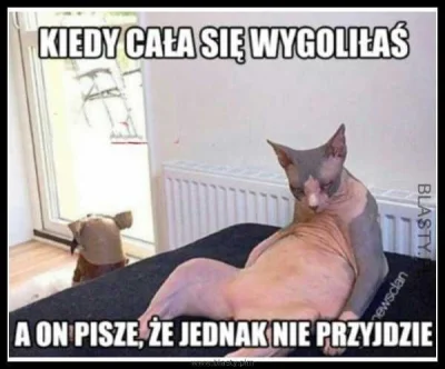 K.....y - #koty #heheszki #humorobrazkowy #rozowepaski #memethief