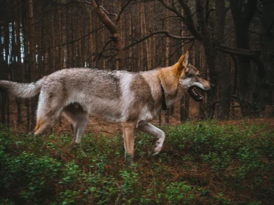 prankocsv - Pranko na dziś. 4/100
Spacer po lesie_

Wincej na #prankothewolfdog 
...