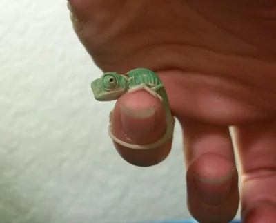 anonim1133 - Baby chameleons until the age of 2 weeks are called chamelea.



SPOILER...