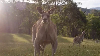 Versus_ofiszjal - @ZjadaczTrujki: nie wiedziałem, że kangury są takie skokszone :D