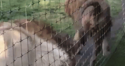 spion999 - Lew pozostaje niebezpieczny nawet jak się odwróci ( ͡º ͜ʖ͡º)
#heheszki #l...