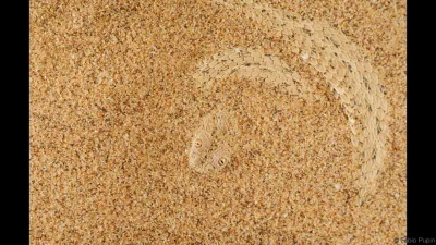 woland666 - Wąż ukryty w piasku
#ciekawostki #zwierzeta #smiesznypiesek