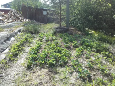 Koyvu - To chyba byl blad odkladac tak dlugo przeswietlanie, mam wrazenie ze moglbym ...