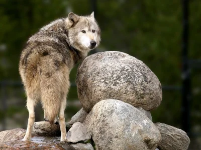 Wulfi - Ładny kamień ( ͡° ͜ʖ ͡°)

#kamien #wilk #wilki #zwierzeta #zwierzaczki #smi...
