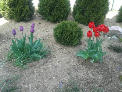 S.....r - moje tulipany z ogrodu :)
#tulipany #kwiaty #ogrod #ogrodnictwo #przyroda #...