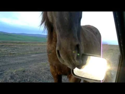 Kalan - @cze89 czy spotkałeś na wyspie islandzkie konie?

O takie
