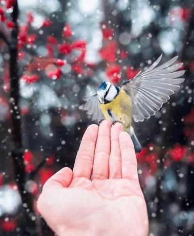 aloszkaniechbedzie - #ptaki #fotografia #winteriscomming