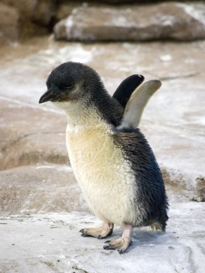 n.....r - Ale cudowny :D

#zwierzaczki #pingwiny #urocze