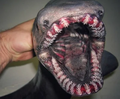 RybiPecherz - Ktoś jeszcze odczuwa dziwną satysfakcję patrząc na zęby tej podwodnej k...