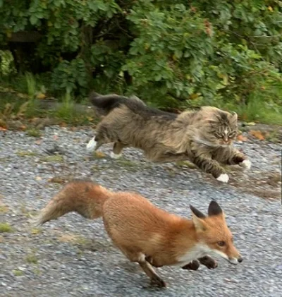 l-da - wyścigi
#koty #lisek #zwierzęta #natura #zdjęcia #fotografie