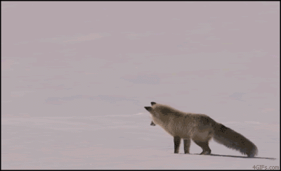 e.....i - #idziezima #likeafox #przyroda #gif