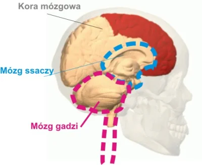 ChamskoCytuje - @Blackpill_RAW: Decyzji o agresji w stosunku do samca omega nie podję...