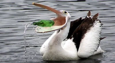 sirpingus - A tu starszy pelikan w środowisku miejskim bezskutecznie poszukuje pożywi...