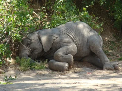 a.....j - myślałem, że słonie śpią na stojąco a one normalnie zalegają jak ludzie xd