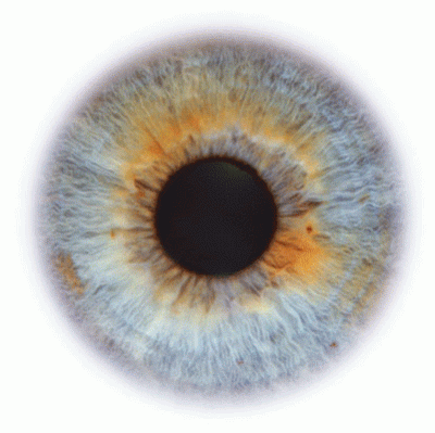 UprzejmyCzlowiek - Niesamowite oczy człowieka ( ͡º ͜ʖ͡º)
#ciekawostki #czlowiek #pie...