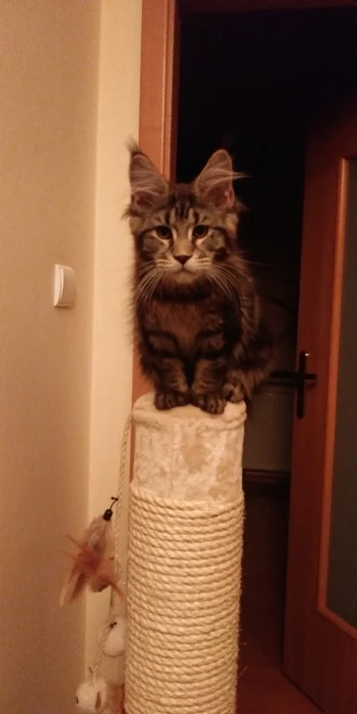 Mesosfet2 - Ryszard dostał prezent. Drapak. Chyba mu się podoba (｡◕‿‿◕｡)


#mainecoon...