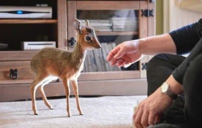 toute-verte - @krejdd: a tu najmniejsza antylopka, dik dik ( ͡° ͜ʖ ͡°)