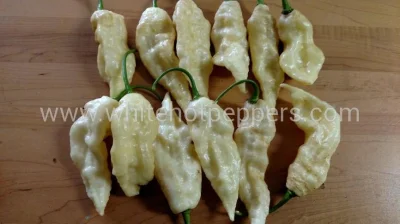 gobi12 - @gobi12: Bhut Jolokia White