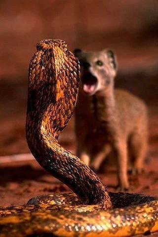 GraveDigger - Mangusta (chyba lisia) kontra kobra.
#zwierzaczki #wonsz #jadusy