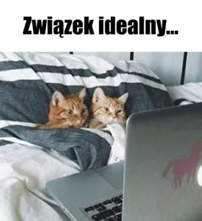 Lapidarny - ♥ #koty #kot #zwiazki #smiesznekotki