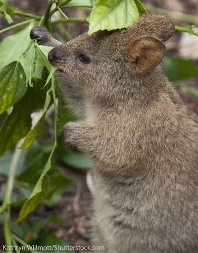 robincaraway - #quokkanadzis

wołam do kuoki @GraveDigger: @DannyMurillo: @encorele...