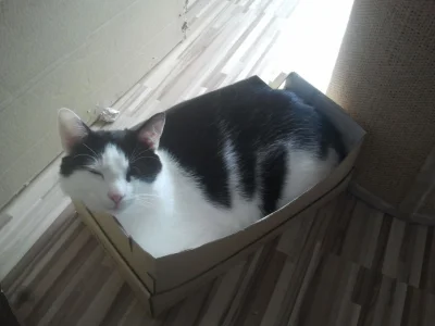 Tobol - Mój kot.rar



#kot #koty #caturday #zwierzaczki
