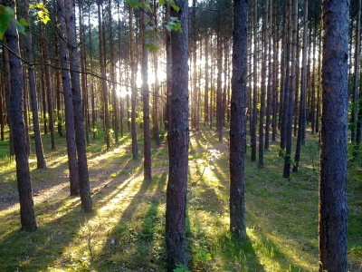 jedrek018 - Dziś zdjęcie zrobione w Słowińskim Parku Narodowym.

#fotografia #fotkana...