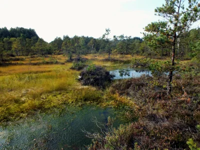 T.....z - Jestem na pierwszym roku magisterki z bioli w Poznaniu, a pracę piszę oczyw...