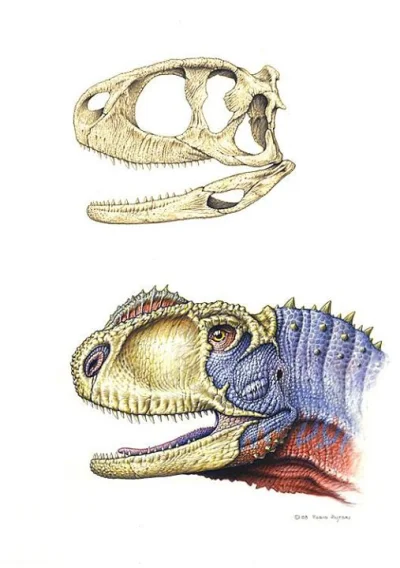 CrazyDino - Rekonstrukcja kości czaszki i przyżyciowa drapieżnego teropoda Rugops pri...