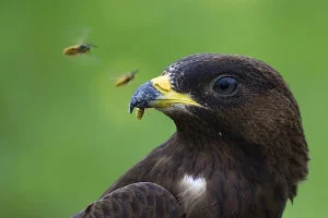 czworokot - Trzeba się zaprzyjaźnić z trzmielojadem. 

Jak sama nazwa wskazuje, trz...