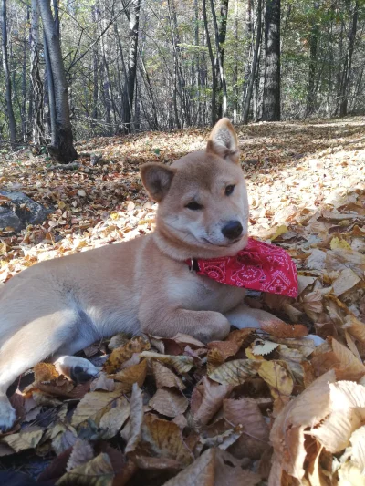 Wracamdozywych - Shiba w terenie,
Sieje spustoszenie.
W liściach skąpana,
W chustkę o...