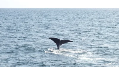 Podrozeciwroze - Miejsce gdzie najbliżej można zobaczyć wieloryba to Andenes w Norweg...