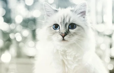 Catit - Choupette. Jedyna spełniona miłość Karla Lagerfelda ♡
#koty #ciekawostki #ne...