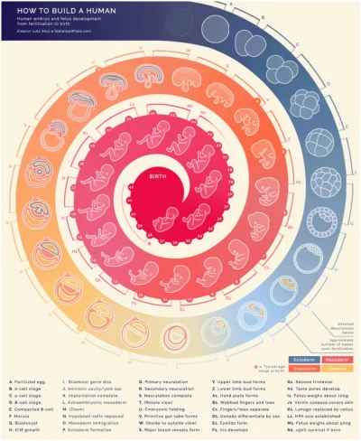 F.....x - #natura #zycie #biologia #gif