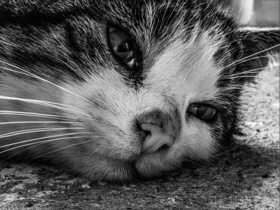 NecroYuggoth - Śmieszna kicia #koty #zwierzaczki #fotografia #zwierzeta #smiesznekotk...