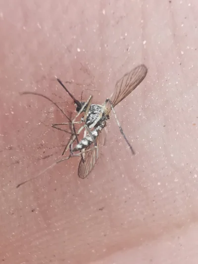 zartynabok - Czy to ten sławny komar tygrysi?

#polska #zwierzeta #owady