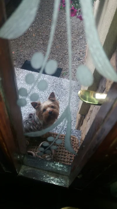 FHA96 - Ktoś tutaj chce do domu 

#pies #york #pokazpsa #smiesznypiesek
