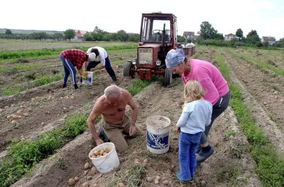 amdziak - Mirabelki i Mirki,
koniec sierpnia, czyli w wielu gospodarstwach rolnych w...