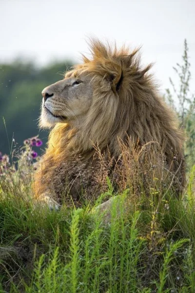 Xizor - #lew #kroldzungli trochę #koty i #kot

Lew Król Dżungli jak lew jest król dżu...
