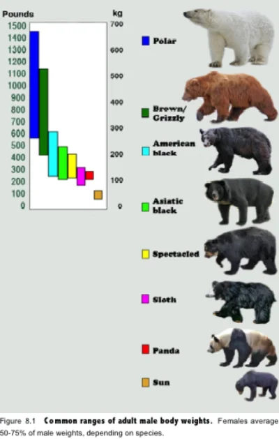 True1988 - Niedźwiedzie, porównanie wielkości poszczególnych gatunków 
#zwierzaczki ...