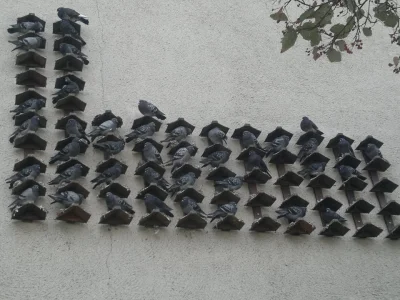 Ixiliam - Na jednej z grup na fb zostało udostępnione zdjęcie, jak wyglądają gołębie ...