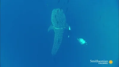 likk - jeden człowiek zaszkodzi, inny czasem pomoże, 

Rekin wielorybi (Rhincodon t...