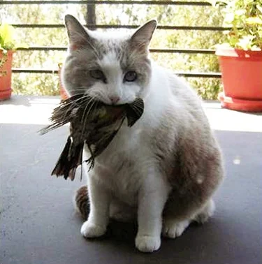 k.....o - Ptaszek miał więcej szczęścia niż rozumu, kotek musiał być skopcony, w każd...