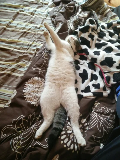 ajanczewska - Wasze koty też tak śpią czy to z moim jest coś nie tak?
#koty #pokazkot...