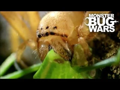 krzywy_odcinek - Brzmi jak niektóre skorpiony i pająki ( ͡° ͜ʖ ͡°)