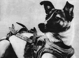 Y.....e - Łajka, psi kosmonauta. Dokładnie 59 lat temu została wystrzelona w kosmos w...