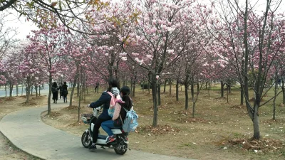 Mrspsychobunny - #chiny #studiazagranica #wiosna #magnolie

Do wuhan zawitała wiosna....