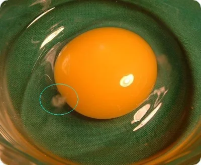 Zakakaikane - Mój #rozowypasek sobie ubzdurał kiedyś, że chalaza w jajku nazywa "skrę...