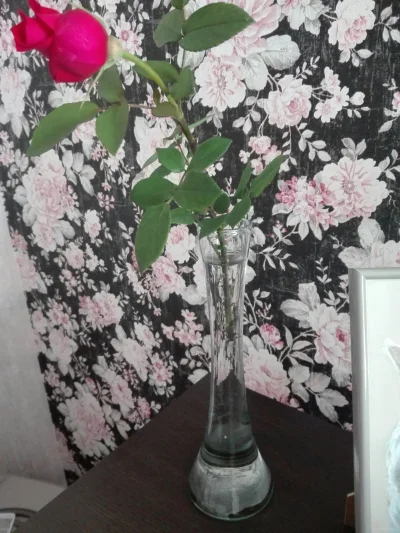 laaalaaa - Róża 2/100 z mojego ogrodu (｡◕‿‿◕｡)
#chwalesie #mojeroze #ogrodnictwo #mo...